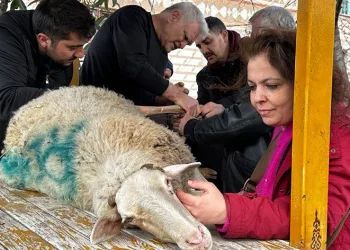 Bacağı kırılan koyuna sanayi usulü destek