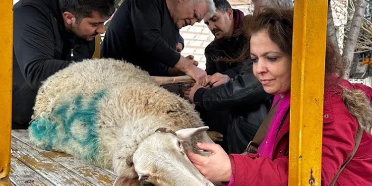 Bacağı kırılan koyuna sanayi usulü destek