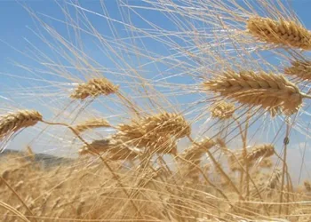 Türkiye’nin 2023 buğday stoğu yeterli