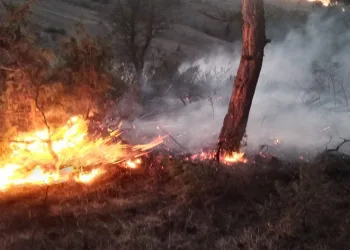Bolu’da orman yangını