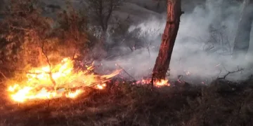 Bolu’da orman yangını