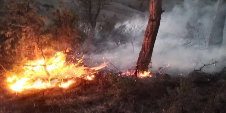 Bolu’da orman yangını