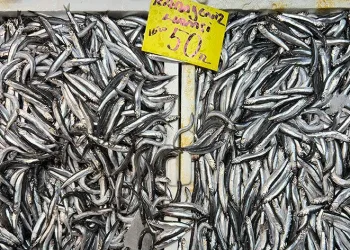 Balık tezgahlarında hamsi bolluğu