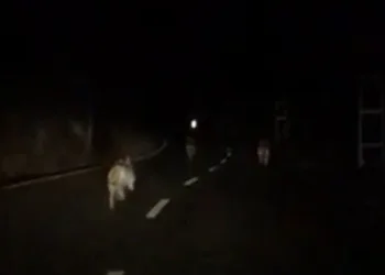 Kurt sürüsü anayola indi