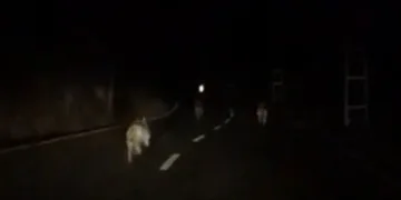 Kurt sürüsü anayola indi