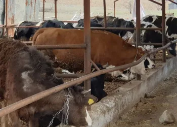 Denizli’de şap alarmı