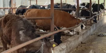 Denizli’de şap alarmı