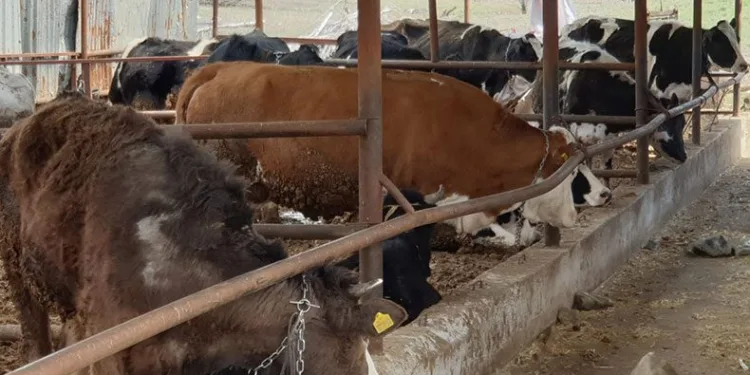 Denizli’de şap alarmı