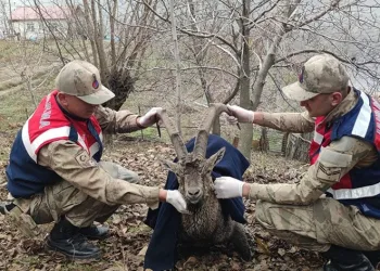 Dağ keçisine jandarmadan yardım