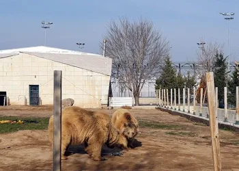 Kayseri’de ayıların dron ile imtihanı
