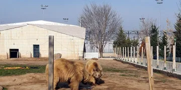 Kayseri’de ayıların dron ile imtihanı