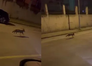Aç kalan tilki Pendik’e indi