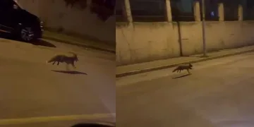 Aç kalan tilki Pendik’e indi