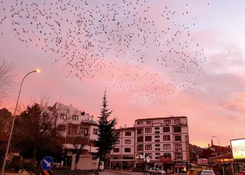 Gökyüzüne sığırcık sürüsünden fırça darbeleri