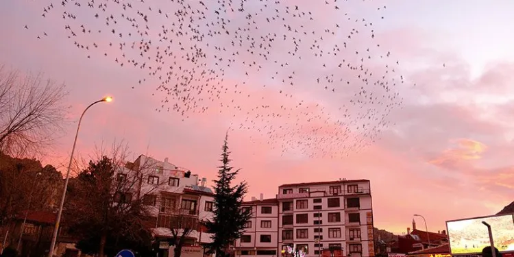 Gökyüzüne sığırcık sürüsünden fırça darbeleri