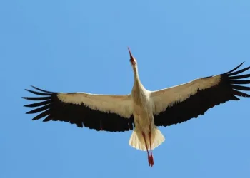 Kış gelmeden, leylekler geldi