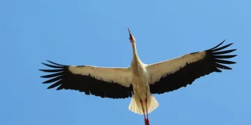 Kış gelmeden, leylekler geldi