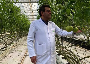 Domateslerden almak için sıra bekliyor