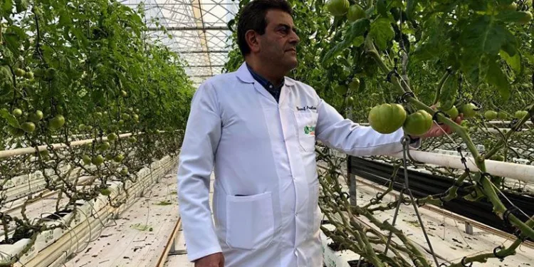 Domateslerden almak için sıra bekliyor