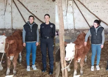 Isparta’da kaybolan düveyi polis buldu