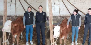 Isparta’da kaybolan düveyi polis buldu