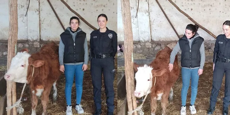 Isparta’da kaybolan düveyi polis buldu