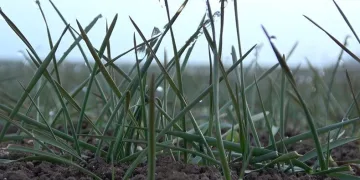 Arpa ve buğday tarlaları yeşillendi