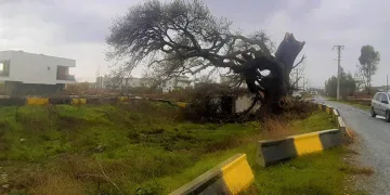 Fırtına, 2 asırlık ağacı devirdi