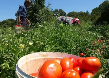 Çanakkale domatesine coğrafı işaret