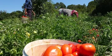 Çanakkale domatesine coğrafı işaret