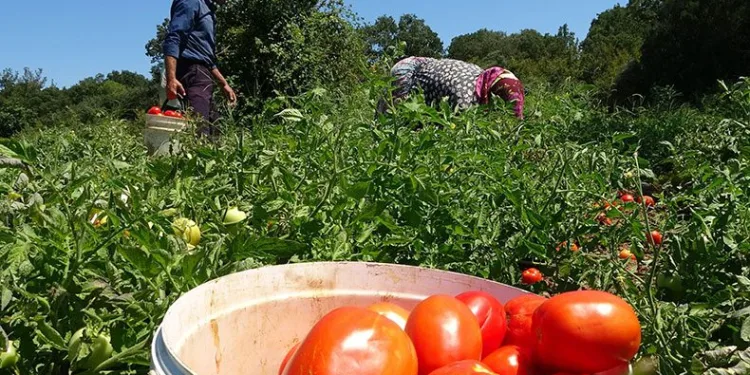 Çanakkale domatesine coğrafı işaret