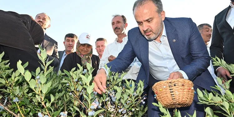 Bursa Büyükşehir’in çiftçiye desteği sürüyor