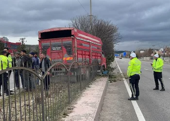 Canlı hayvan taşıyan kamyonet kaza yaptı