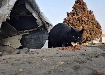 Taksinin yolunu dört gözle bekliyorlar