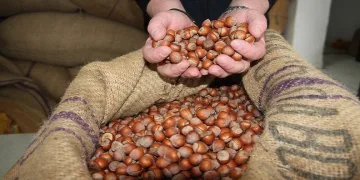 Fındık fiyatı yükselişini sürdürüyor
