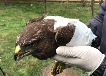 Jandarmanın bulduğu yaralı doğan tedavi altında