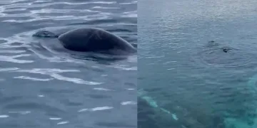 Bodrum’un müdavimi oldu
