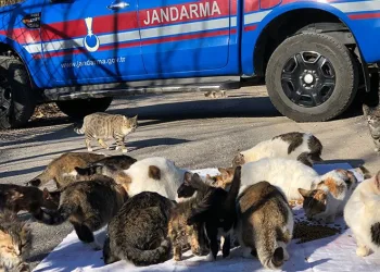 Kedi besleyen kadına jandarmadan mama desteği