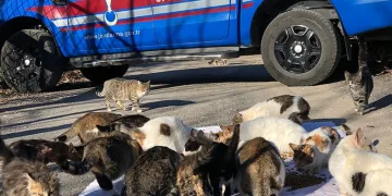 Kedi besleyen kadına jandarmadan mama desteği