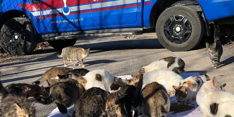Kedi besleyen kadına jandarmadan mama desteği