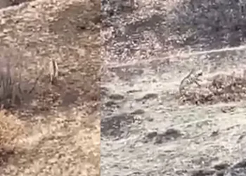 Nesli tükenme tehlikesindeki sırtlan Elazığ’da görüntülendi