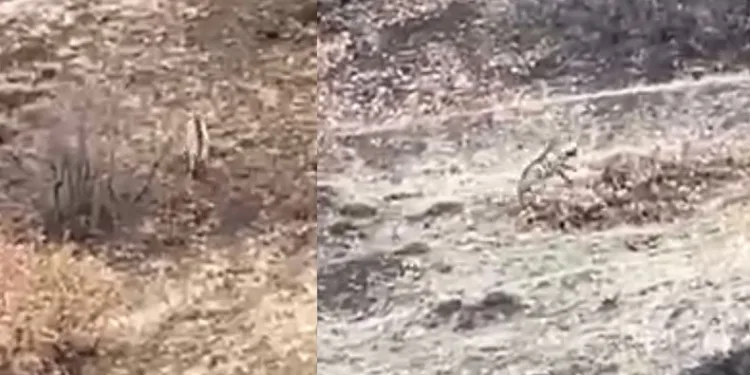 Nesli tükenme tehlikesindeki sırtlan Elazığ’da görüntülendi