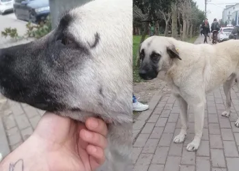 Yaşlı kadın sokak köpeğine saldırdı