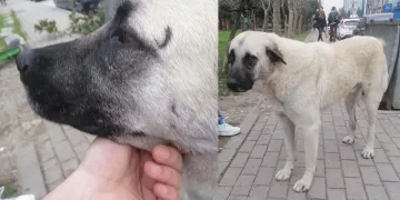 Yaşlı kadın sokak köpeğine saldırdı