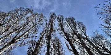 Ağrı’da ağaç kökleri dondu
