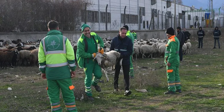 Keçi ve koyunlar kaçtı ekipler yakaladı