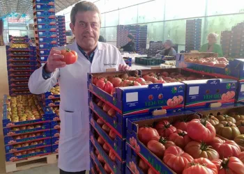 Bu domatesler hindistan cevizi kabuğu üzerinde yetiştiriliyor