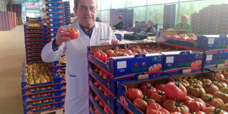 Bu domatesler hindistan cevizi kabuğu üzerinde yetiştiriliyor