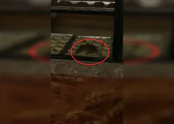 Tekirdağ’da hamurlar fare kontrolünden geçiyor