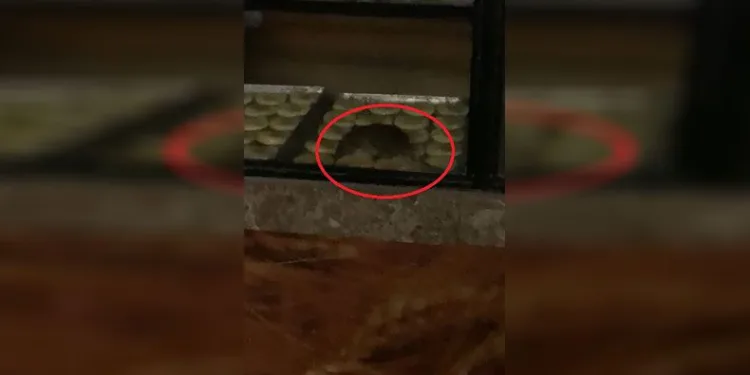 Tekirdağ’da hamurlar fare kontrolünden geçiyor